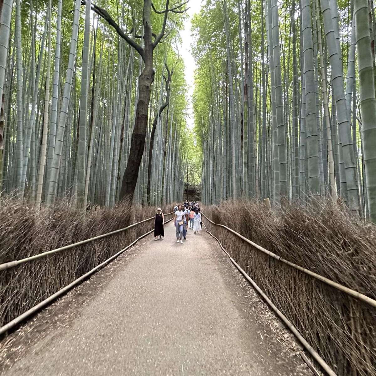 Japan day 7.1: To-ji Temple Flea&nbsp;Market