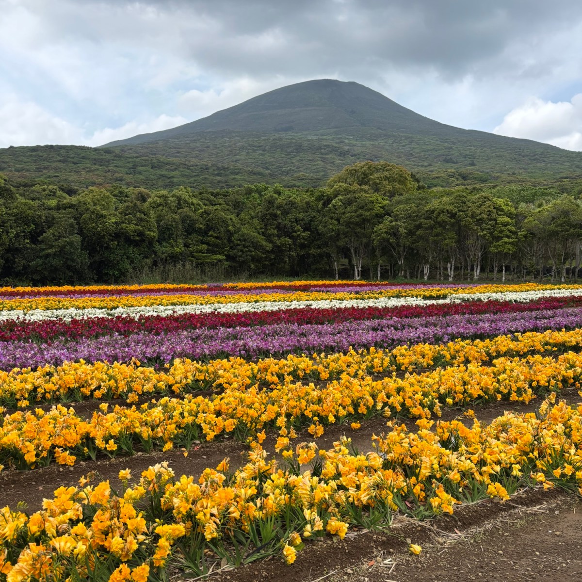 J25 Day 19: Hachijo&nbsp;Island