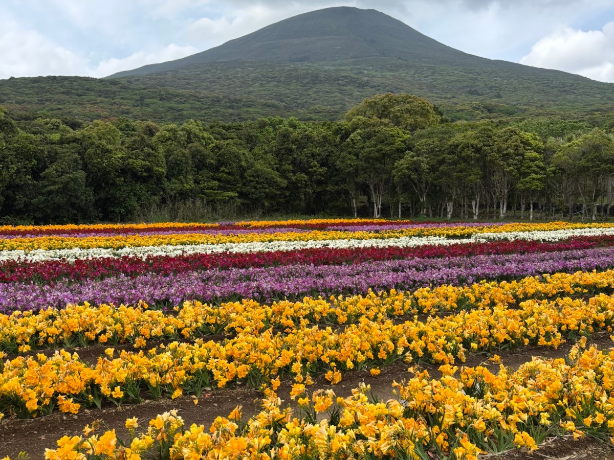 J25 Day 19: Hachijo&nbsp;Island