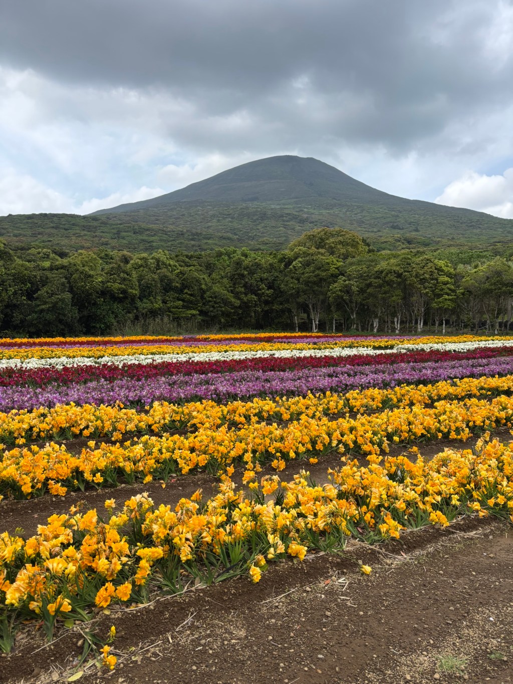 J25 Day 19: Hachijo&nbsp;Island