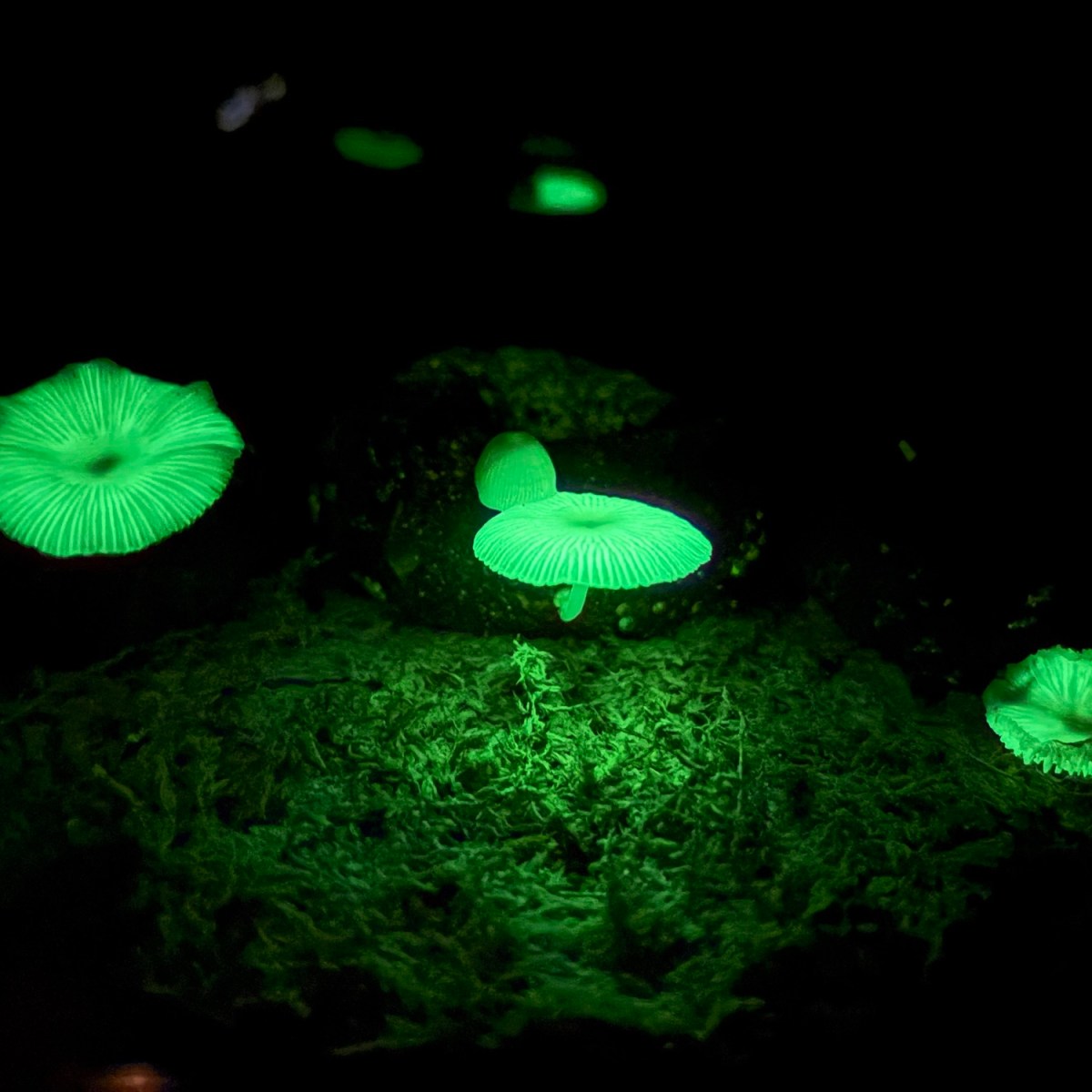 J25 Day 20: Hachijo&nbsp;Style