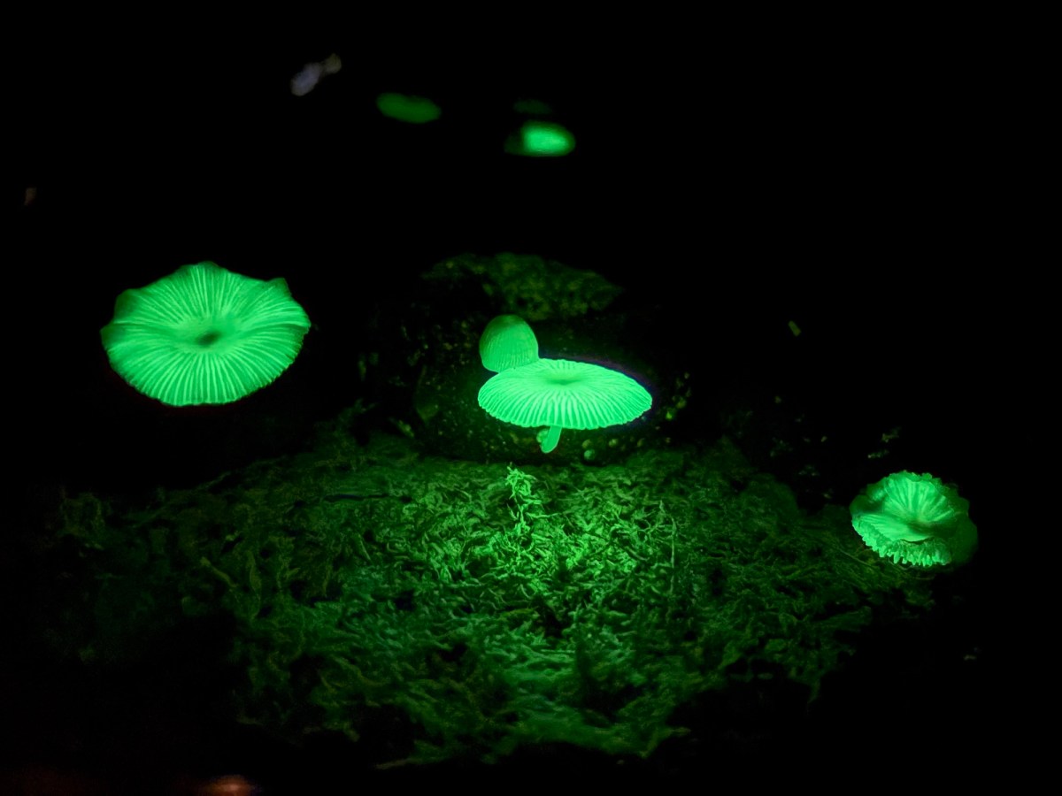 J25 Day 20: Hachijo&nbsp;Style